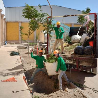 Arborización